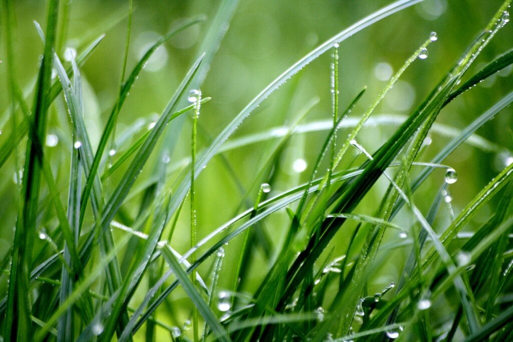 how to clean grass stains